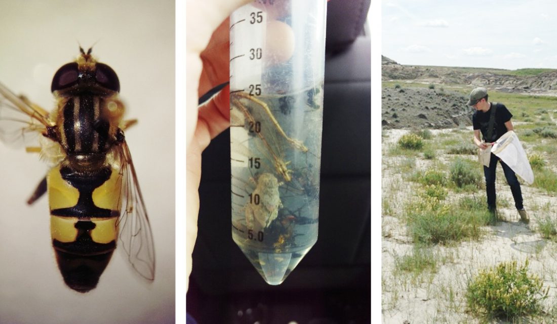 Three Days in the Life of a Native Prairie Insect Diversity Field Technician