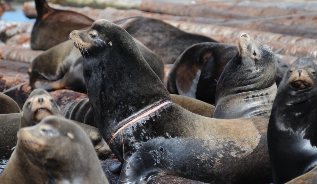 Sea Lion Entanglement