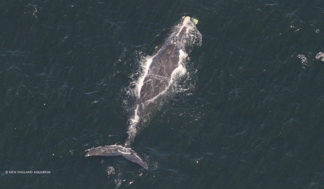 Le baleine noire