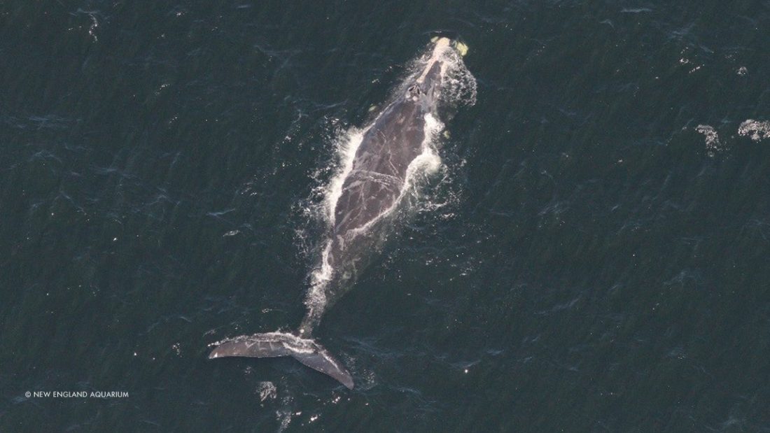 North Atlantic Right Whale