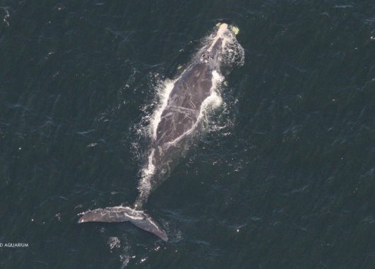North Atlantic Right Whale