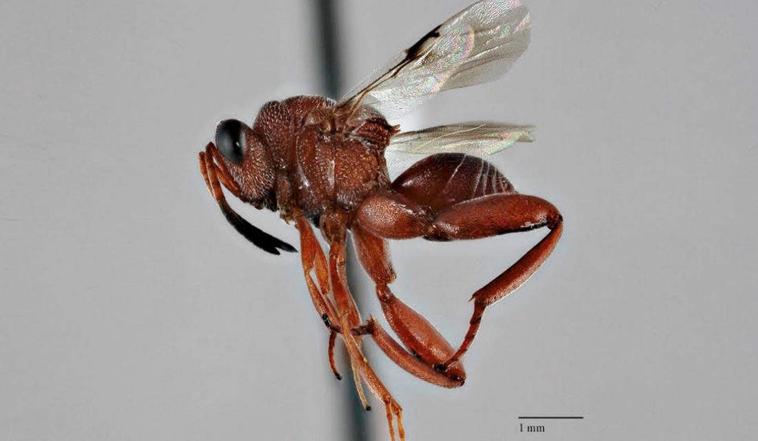 Chalcid Wasp 