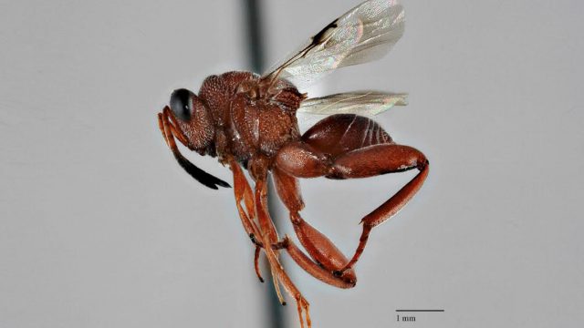 Chalcid Wasp