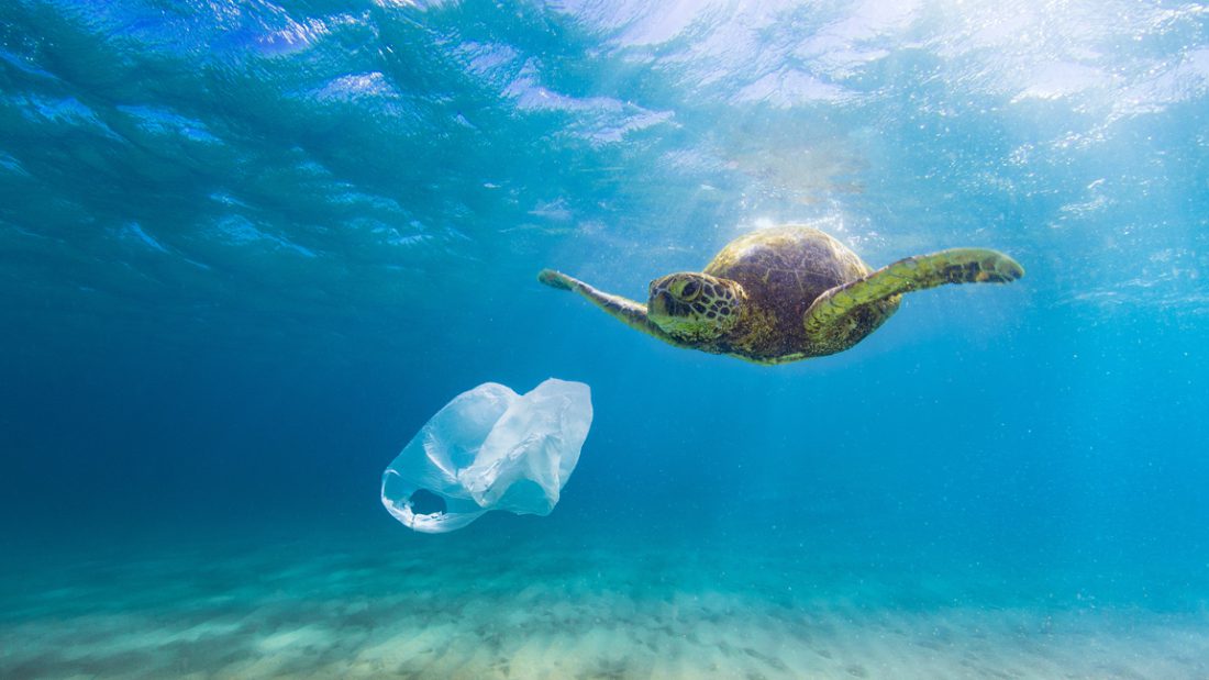 Sea Turtle Eating Plastic Your Connection To Wildlife 