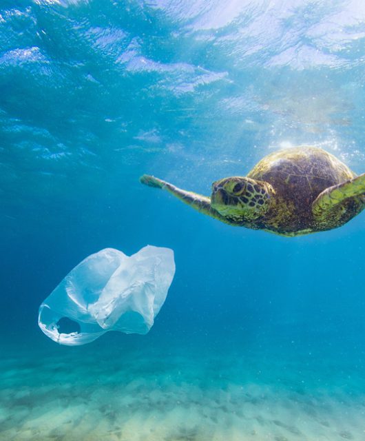 Sea Turtle Eating Plastic