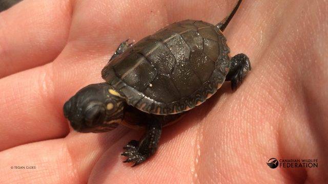 Painted Turtle Hatchling © Tegan Cloes