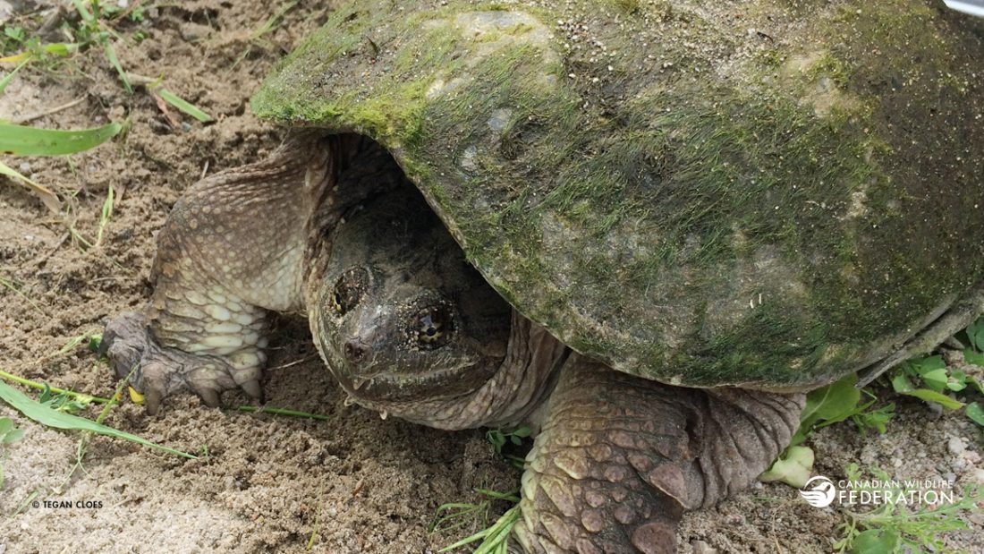 Snapping Turtle © Tegan Cloes