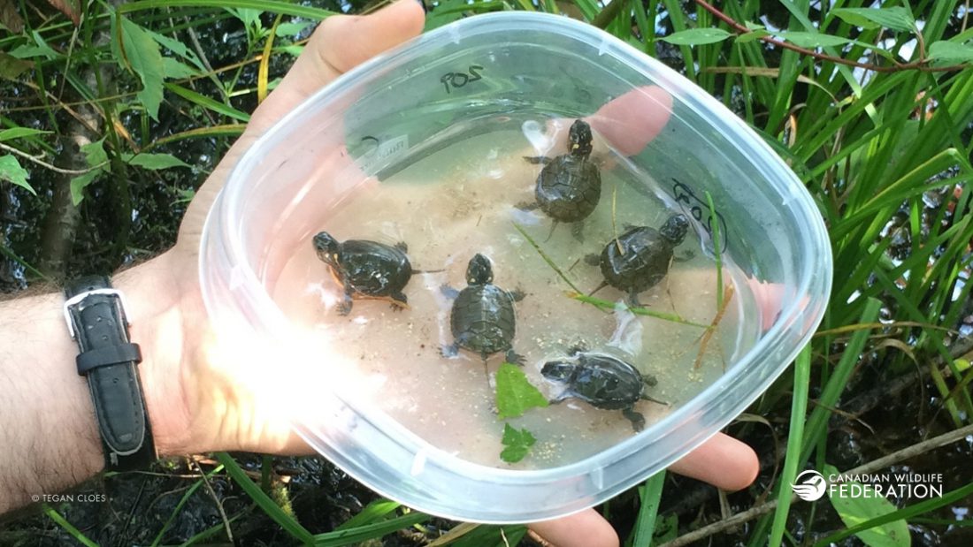 Painted Turtle Hatchlings © Tegan Cloes