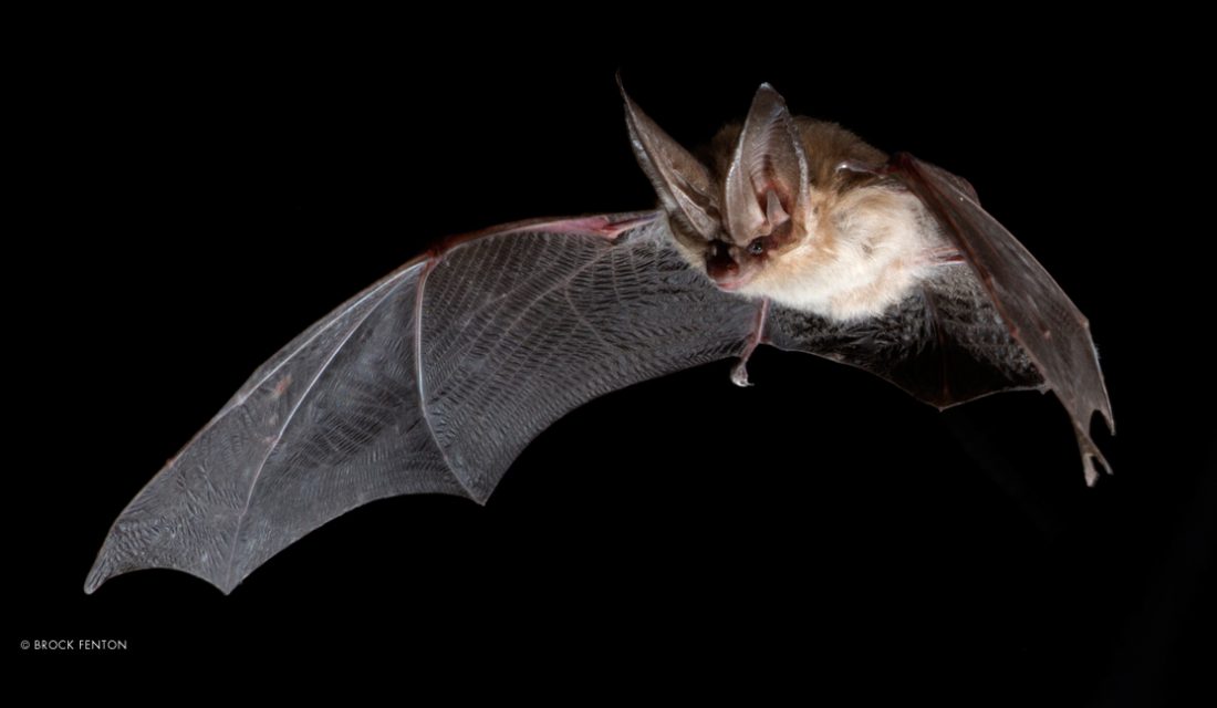 © Brock Fenton | Townsends Big-eared Bat (Corynorhinus townsendii)