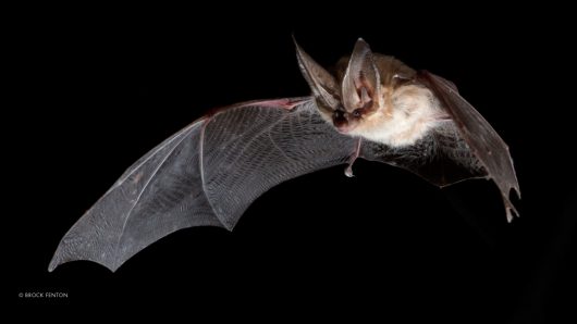 © Brock Fenton | Townsends Big-eared Bat (Corynorhinus townsendii)