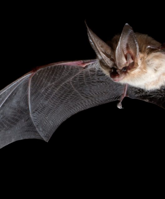 © Brock Fenton | Townsends Big-eared Bat (Corynorhinus townsendii)