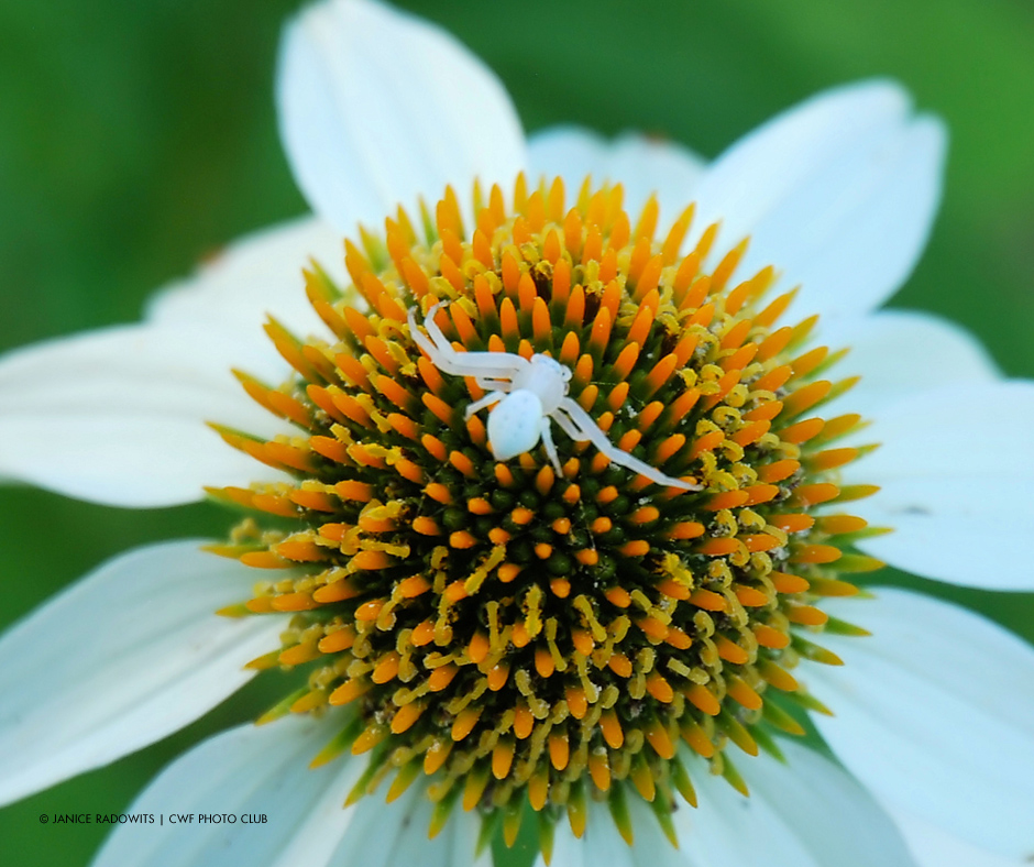 Janice Radowits | CWF Photo Club