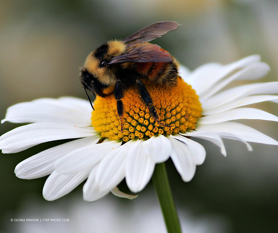 Gloria Pawliuk | CWF Photo Club