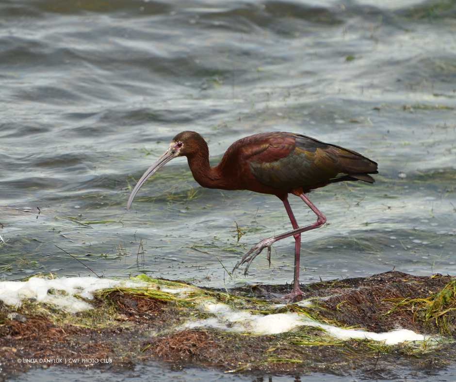 Linda Danyluk | CWF Photo Club