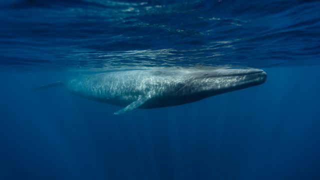 Blue Whale