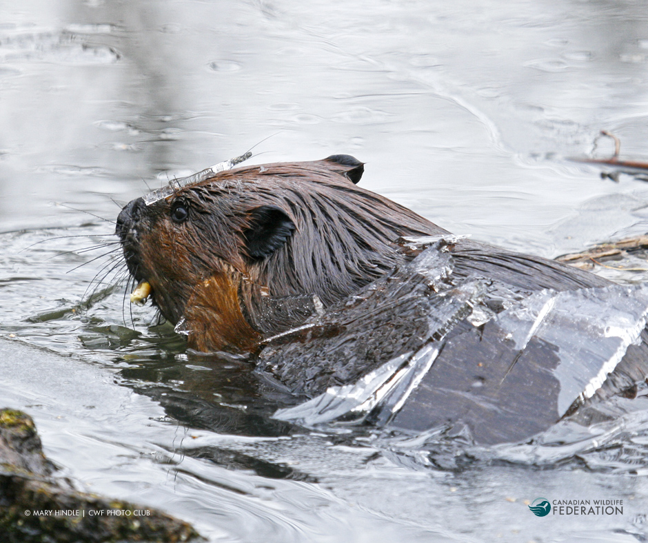 Mary Hindle | CWF Photo Club