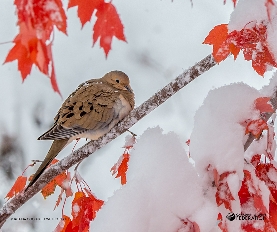 Brenda Gooder | CWF Photo Club