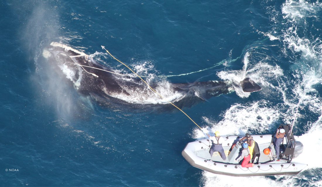 Right Whale Entanglement