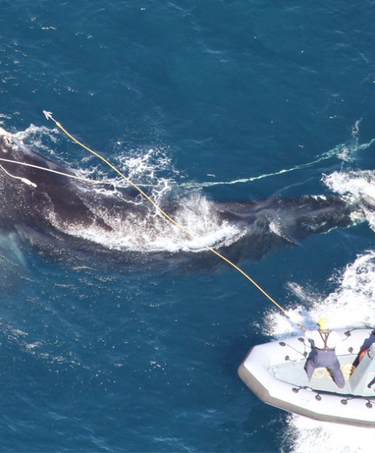 Right Whale Entanglement