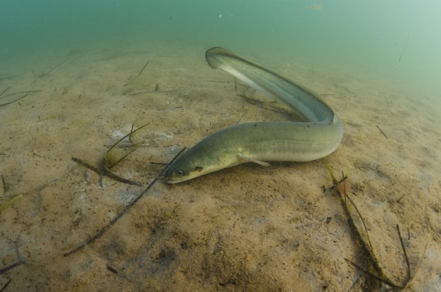 American Eel