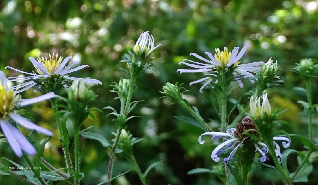 Crooked-stem Aster 
