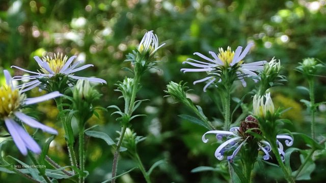 Crooked-stem Aster