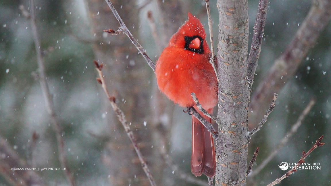 Northern Cardinal in bare tree © Susan Enders | CWF Photo Club