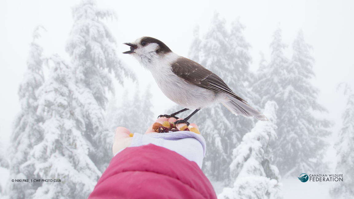 Conseils pour prendre soin des oiseaux sauvages en hiver