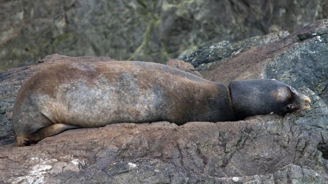 Entangled California Sea Lion, in Clayoquot Sound