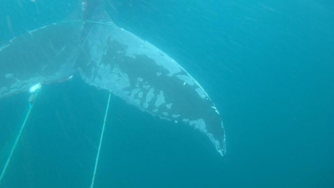 Entangled Humpback Whale in Conception Bay, NL