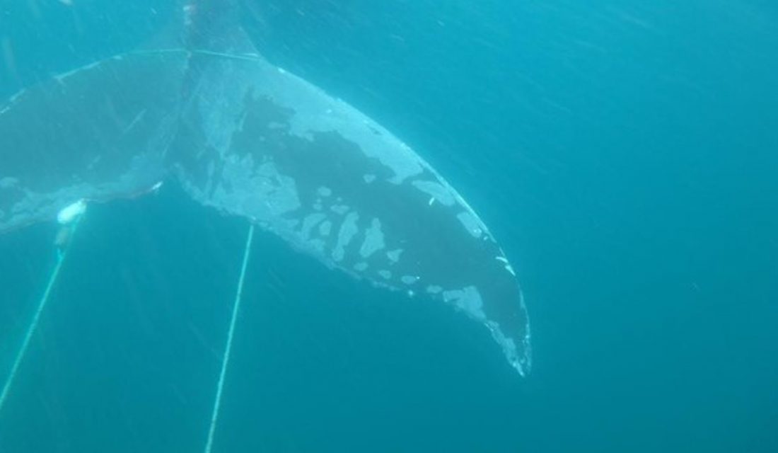 Entangled Humpback Whale in Conception Bay, NL