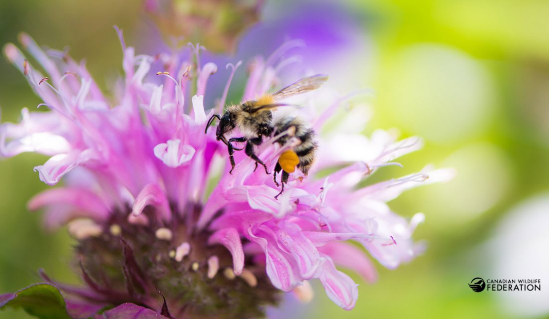 Bee and Bergamot