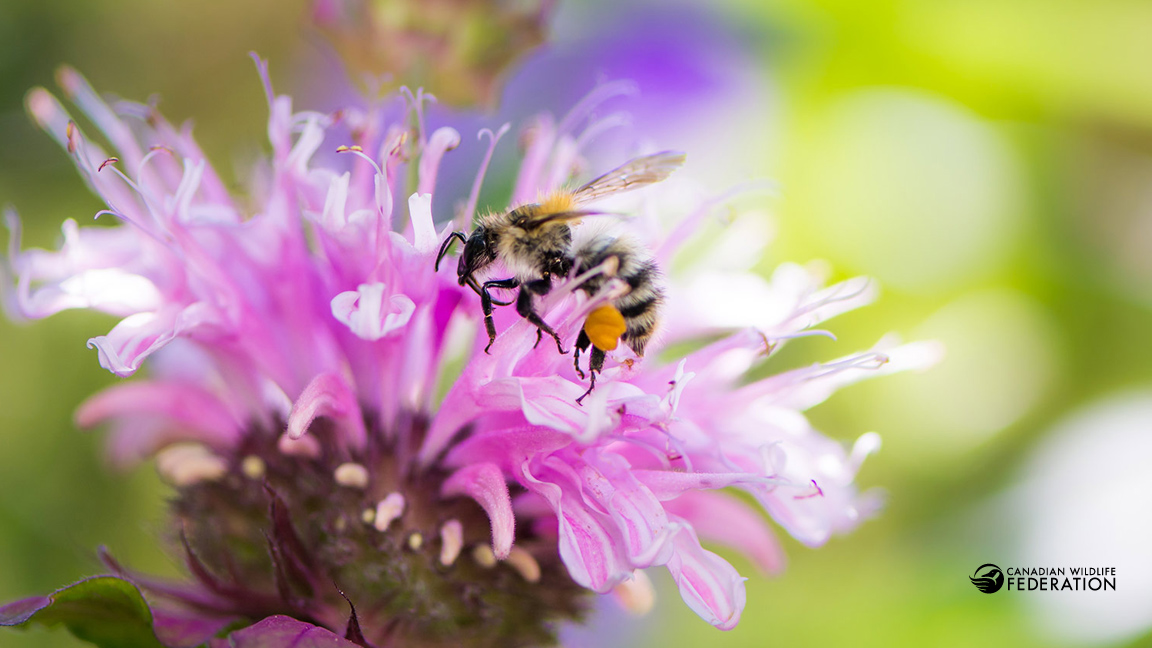 Bee and Bergamot