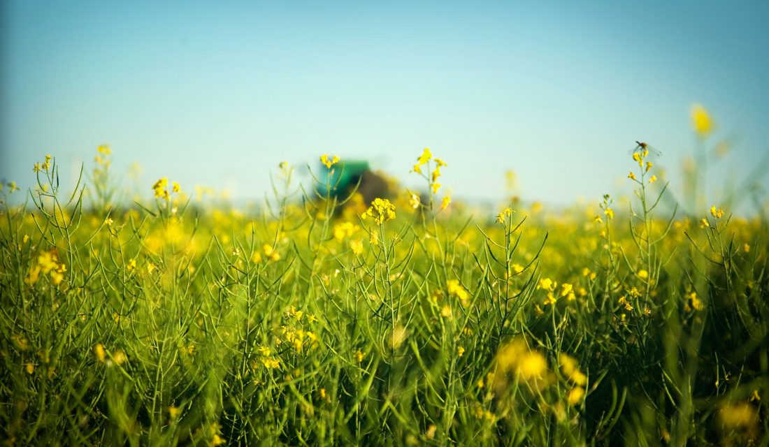 High-clearance sprayer working a canola field in Canada.