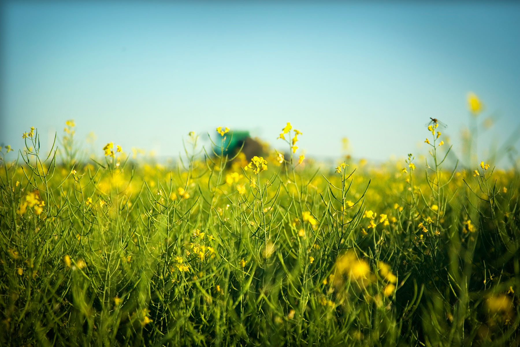 High-clearance sprayer working a canola field in Canada.