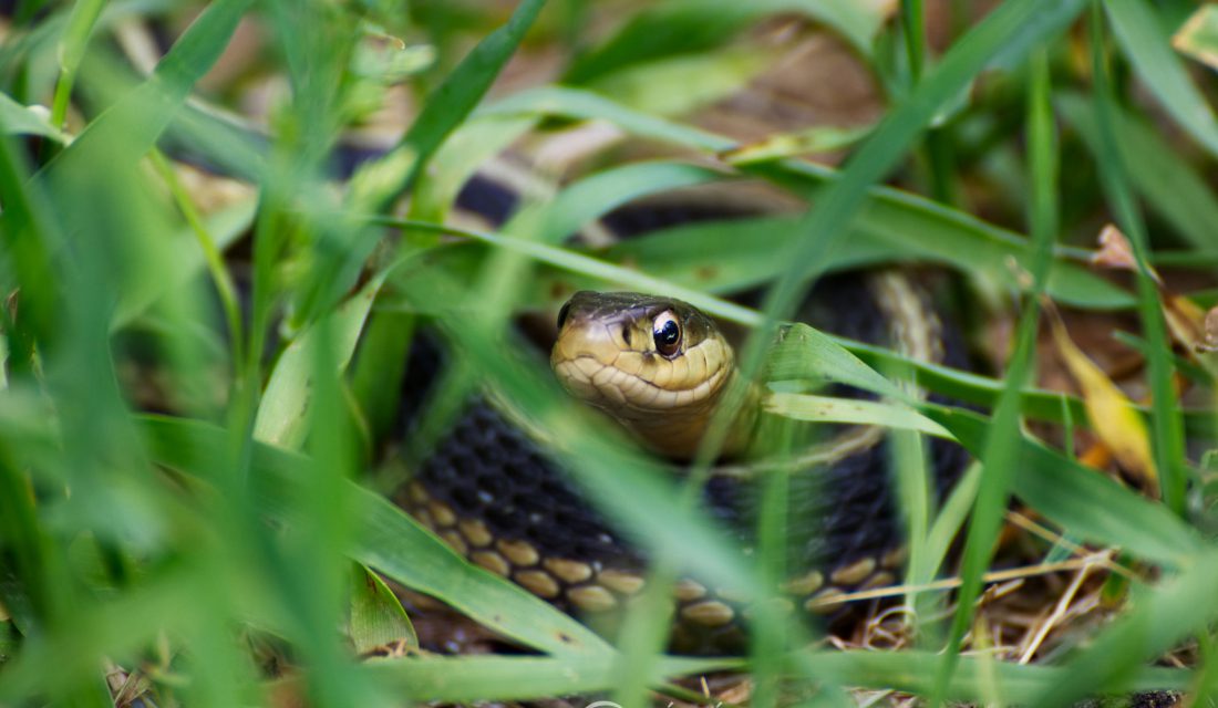 garter snake