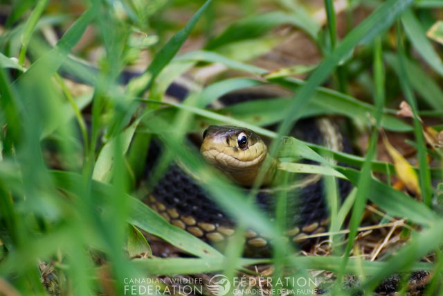 garter snake