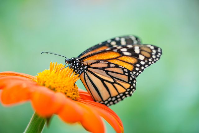 monarch on orange flower