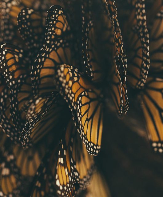 Monarchs grouped