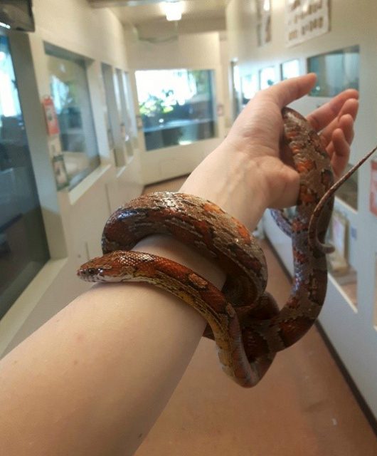 Nicole and her friend, Glitch the Corn Snake.