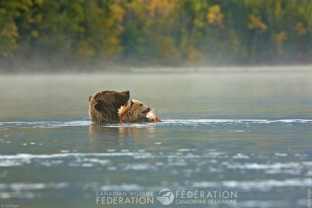 bears snacking on salmon