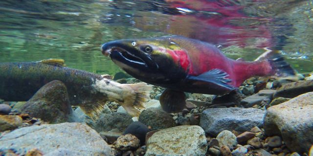 Helping Yukon River Salmon Make It Home – Your Connection to Wildlife