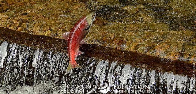 Pacific Salmon jumping river