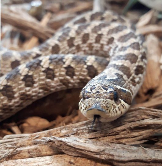 western hog nose snake – Your Connection to Wildlife