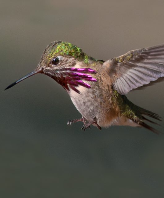 Hummingbird by Mimi Lo, BC
