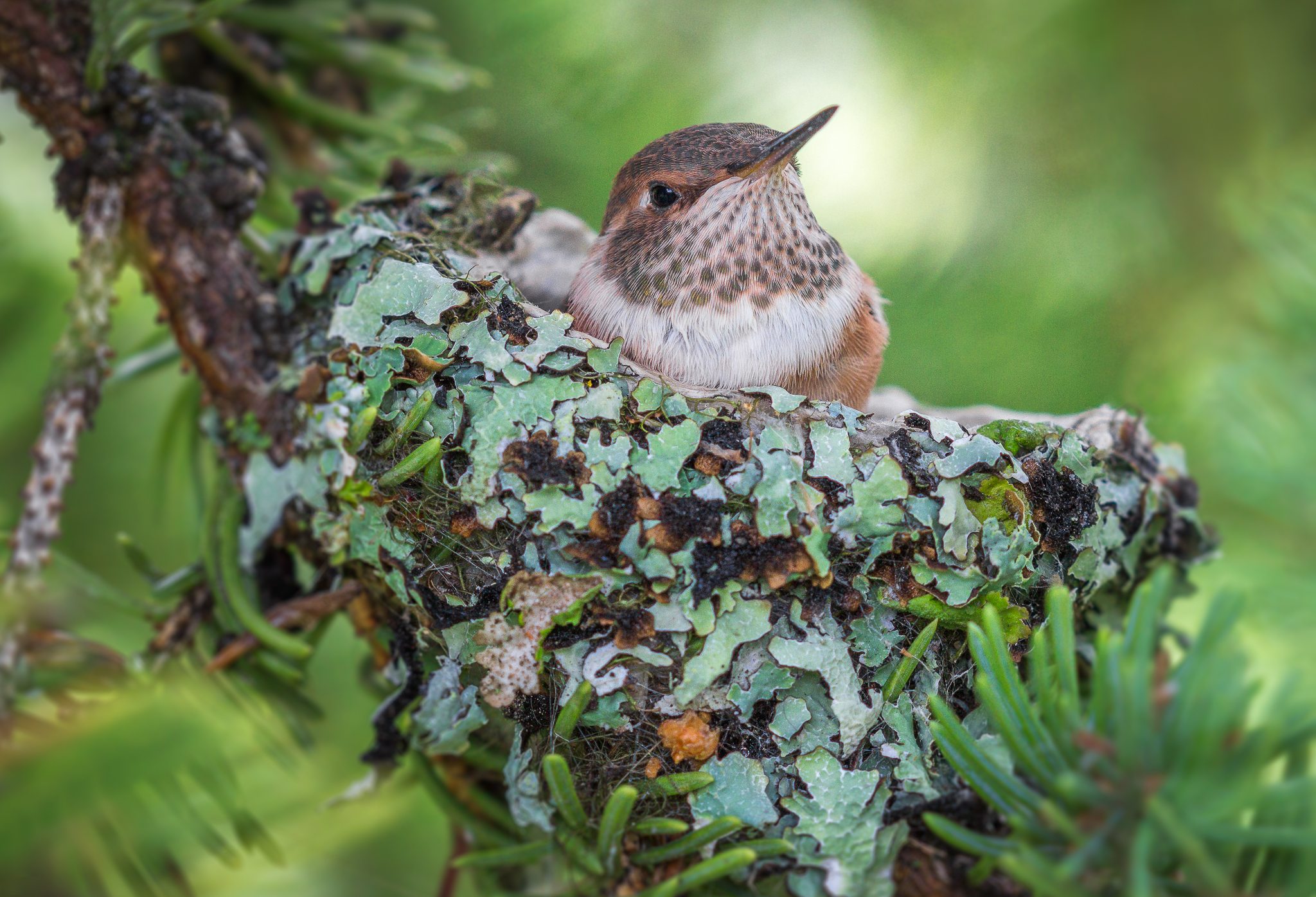 Canadian hummingbirds must have trees for nesting and resting. © Nadia Boudreau, CWF Photo Club