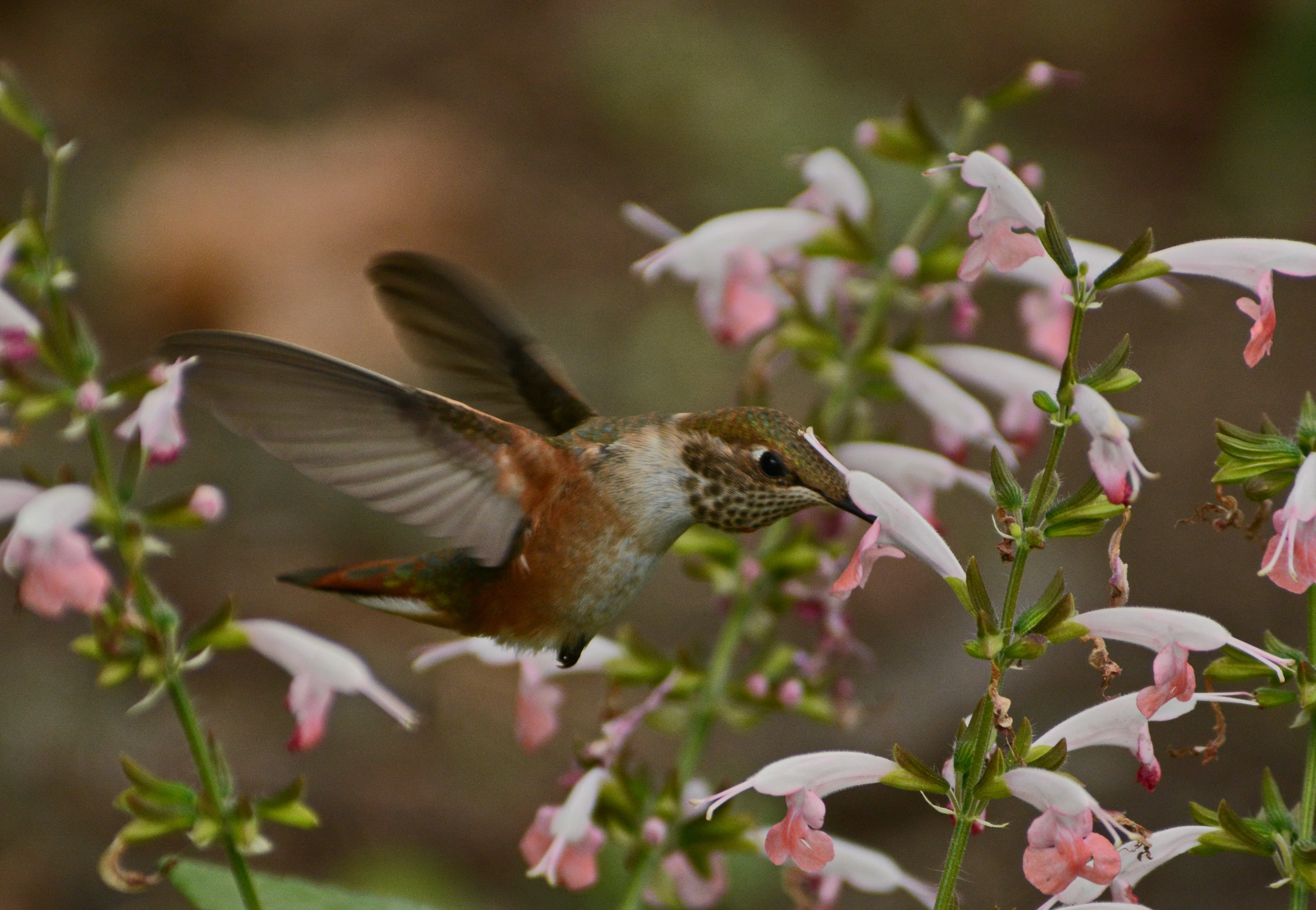 Hummingbird feeding © Tania Simpson