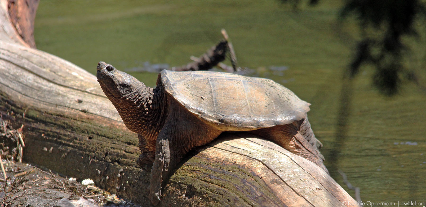 They have spent the last month or two basking in the sun to form their eggs.