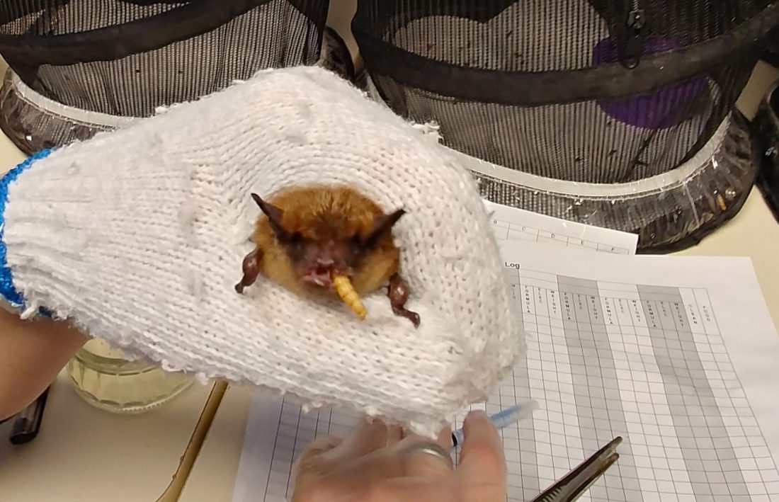 feedingbatsmealworms Votre lien avec la faune