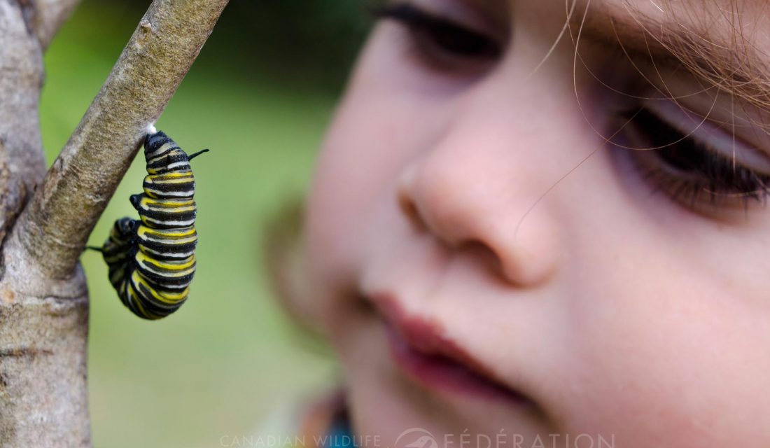 monarch catepillar